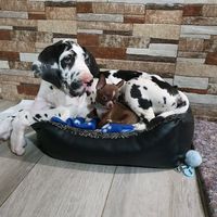 dogosychihuahuascahuma