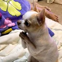 เสียงต้นฉบับ - inctyou23