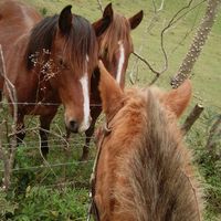 apaixonada.por.cavalos01