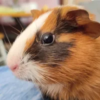 original sound - miguelrevel