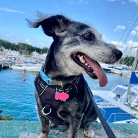 Poema a mi mami perruna de Gaia la Gandalla