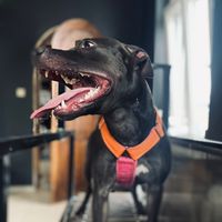 kali_and_company
