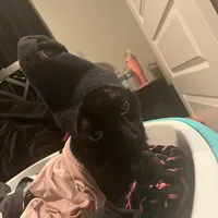 original sound - eviefwuhkp4