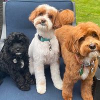 threedaftdoods