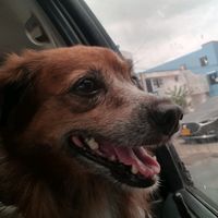 elperritodelacamisa_tomy