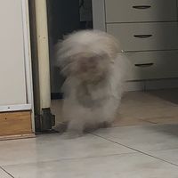 Chihuahua of Just Dance