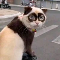suara asli - FOREVER_