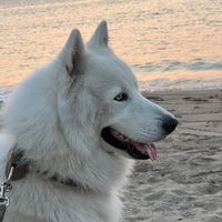 thewhitezeus