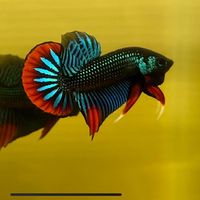 .betta192