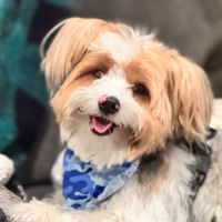 kobe_merleyorkie