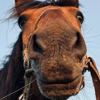 оригинальный звук