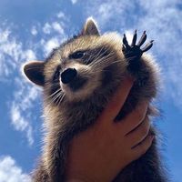 titotheraccoon