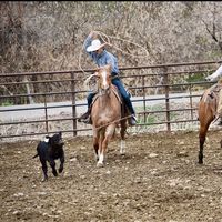 bronc.basher13
