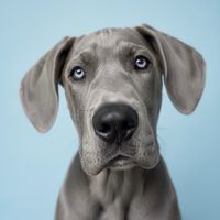 moosethelegendofficial