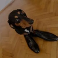 krark_