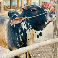 original sound - friends.cattle.fa