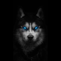 the.husky.hive