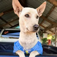 original sound - pigsweet14