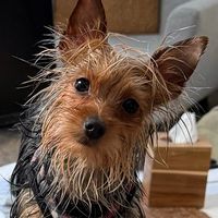 tess_ted_