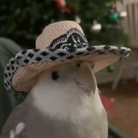 kirinstream0