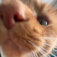 original sound - ppanm4513