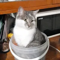 original sound - wysa.lapy.may