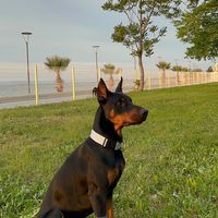dobermann.mars