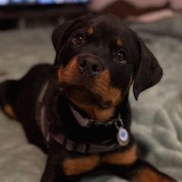 tilly_rottie22