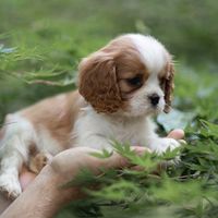 tsarevichs.cavaliers