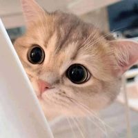 iceeeeeeep