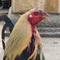 original sound - jorge60142