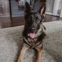 izzy_the_shep