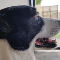 panchito_jgl