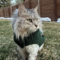 bentleythesiberiancat