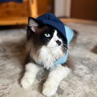 lokithekitten1