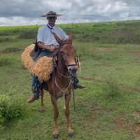 kauanhenriquepereirakau0