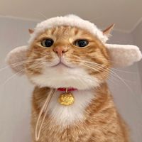 pet.humor68