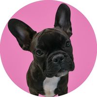 baffy.frenchbulldog