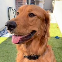 harley.golden.boy