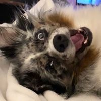imkodatheminiaussie