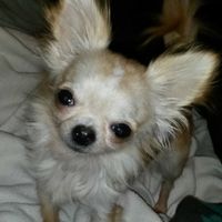 dejavukennels