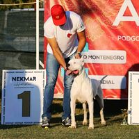 dogo.argentino.ca5