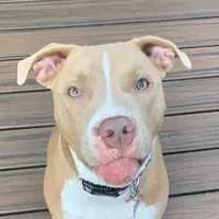 original sound - tofu_thepitbull