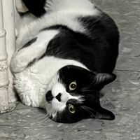 astrokitty23