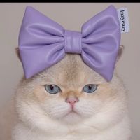 petbaby9