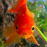 Pinkies brew extended version