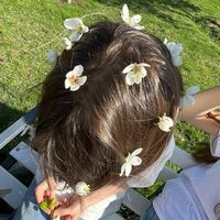 wqq_dia