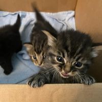 kittenroomnrescues