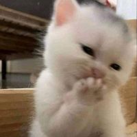 canddddy2