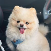 pockylepom
